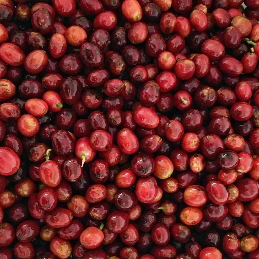 Differentiated coffee - Geisha Variety - Honey Process