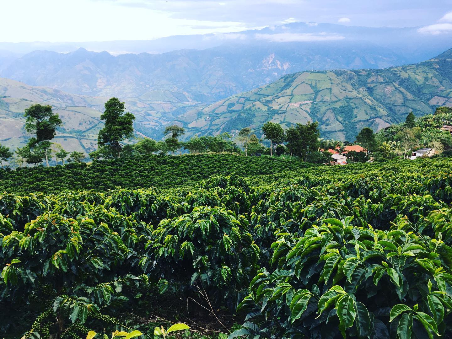 Specialty Coffee - Origin Colombia - Finca Ciprés