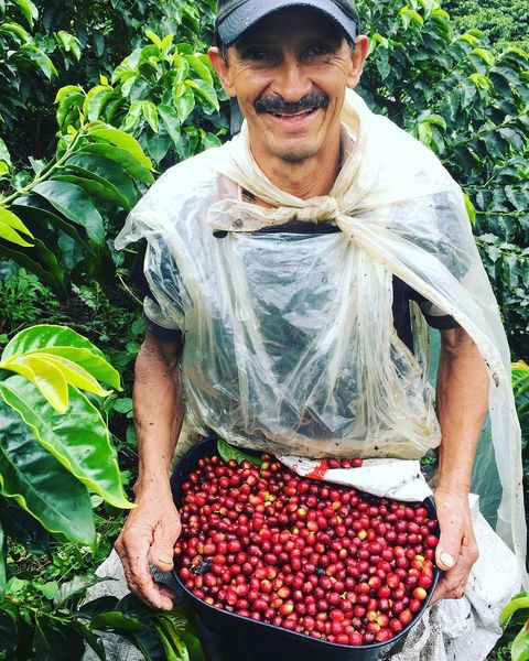 Specialty Coffee - Origin Colombia - Finca Ciprés