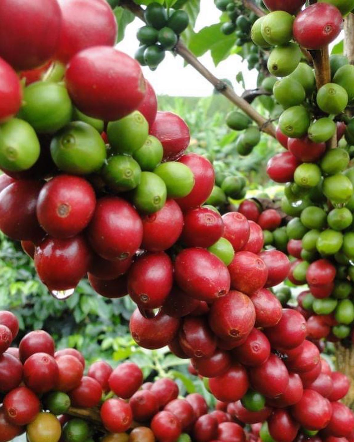 Specialty Coffee - Origin Colombia - Finca Ciprés