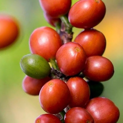 Differentiated coffee - Bourbon Rosado - Honey Process