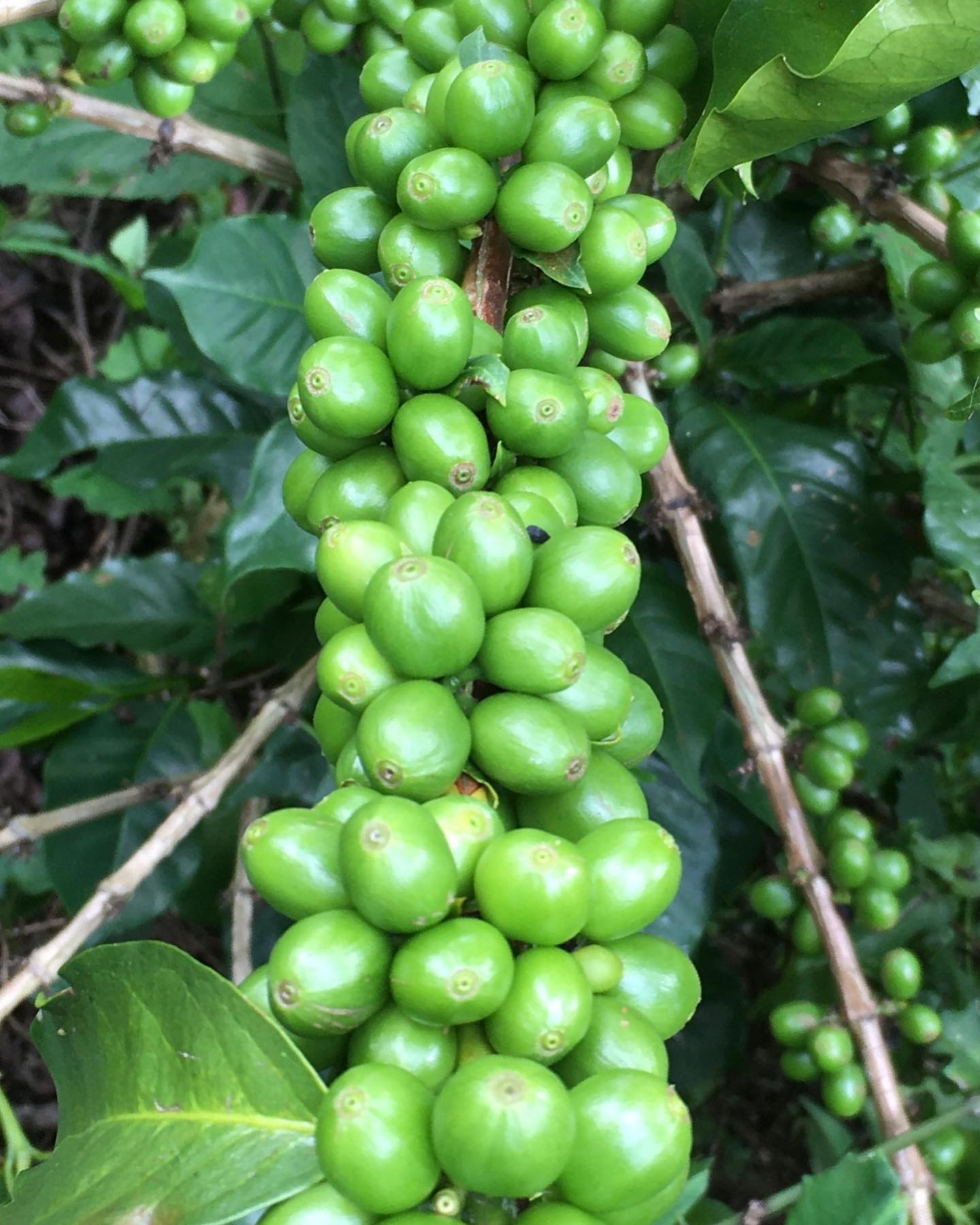 Café diferenciado - Variedad Colombia - Descafeinado
