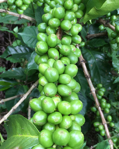 Café diferenciado - Variedad Colombia - Descafeinado