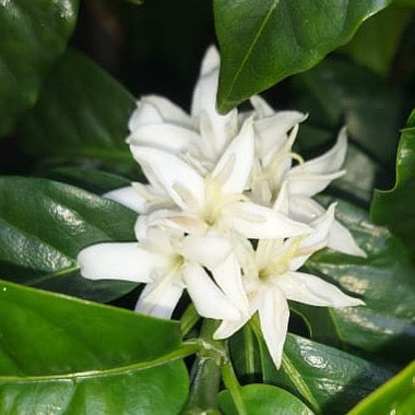 Café diferenciado - Variedad Colombia - Descafeinado