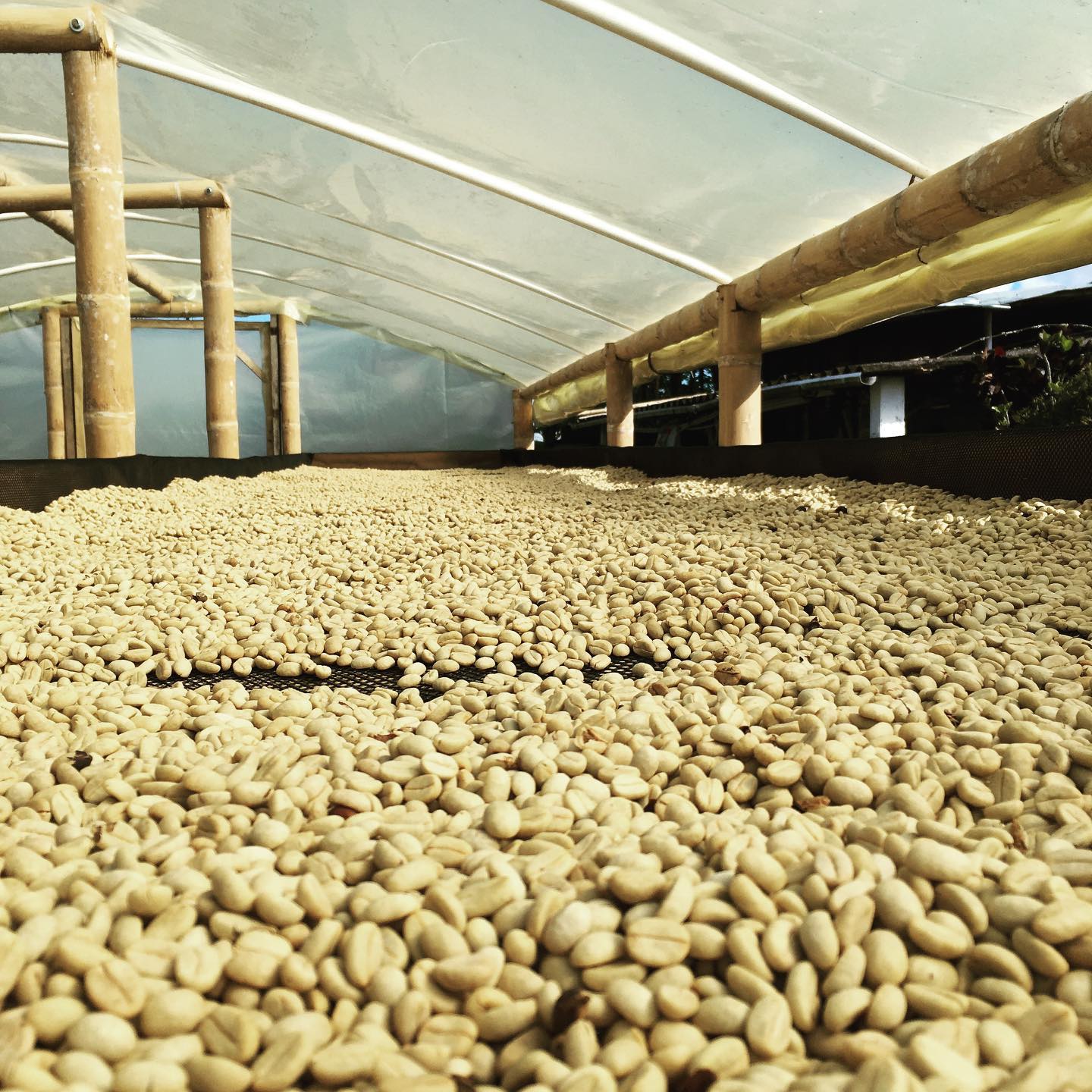 Café diferenciado - Variedad Colombia - Descafeinado